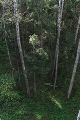 Obraz premium A view down from the treetops to the ground in the forest; the play of sun and shadow. Spring, everything in light green tones.