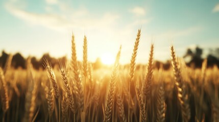 Naklejka premium A picturesque wheat field glistening under the golden rays of sunset, showcasing nature’s beauty and tranquility, inspiring feelings of peace and abundance in viewers.