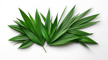 Obraz premium Lush Green Palm Fronds on a Clean White Background AI Generated