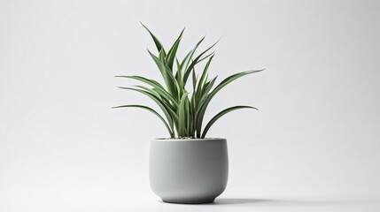 Elegant Ceramic Pot with Stunning Plant on White Background