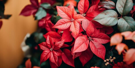 Red poinsettia flowers blooming in garden with blurred background, ideal for holiday themes