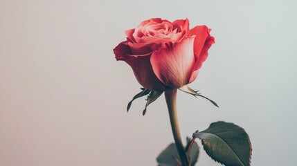 A romantic close-up of a pink rose with a soft gradient of color from pale pink to deep rose, set against a light background.