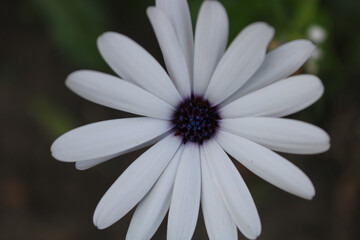 Fototapeta premium daisy flower close up