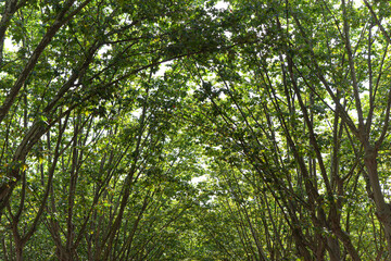 Fototapeta premium Freshness with the leaves of the forest