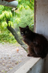 Black cat sitting on a windowsill with a green background

