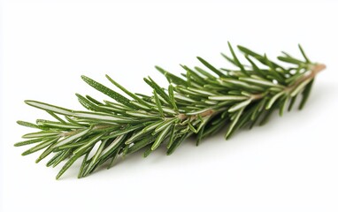 Fresh rosemary sprig isolated on white background.