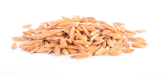 rice plant isolated on white background.