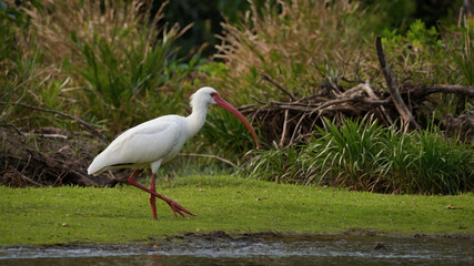 Elegant White Ibis Foraging Near the Water's Edge: A Serene Wildlife Encounter showcasing a beautiful Ibis Koki Nipponia Nippon in its natural habitat