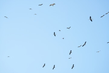 Obraz premium A yellow-billed stork is flying in the sky.