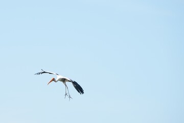 Fototapeta premium A yellow-billed stork is flying in the sky.