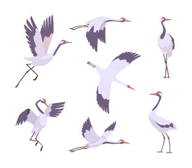Crane birds. Wildlife flying beauty stork in action elegant poses exact vector cartoon collection