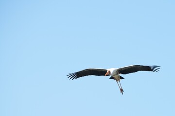 A yellow-billed stork is flying in the sky.