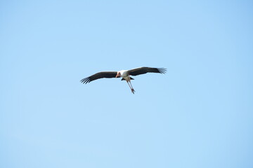 Obraz premium A yellow-billed stork is flying in the sky.