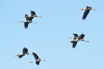 A yellow-billed stork is flying in the sky.