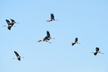 A yellow-billed stork is flying in the sky.