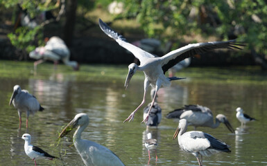 A yellow-billed heron is gliding in the water.