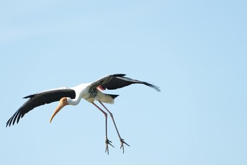 A yellow-billed stork is flying in the sky.