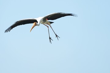 Fototapeta premium A yellow-billed stork is flying in the sky.