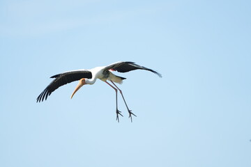 A yellow-billed stork is flying in the sky.