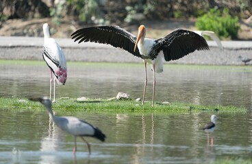 A yellow-billed heron is spreading its wings and sunbathing.