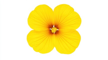 Vibrant Yellow Flower in Full Bloom Against a Clean White Background