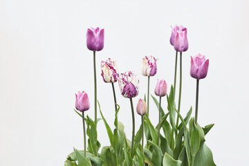 Floral Banner. Group of violet and lilac white Tulip Flowers on White Background.