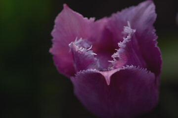 A delicate pink tulip opens softly, showcasing its graceful petals amidst lush greenery in a serene garden.