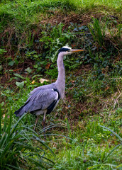 Fototapeta premium Heron bird in the grass 