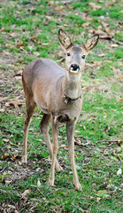 Chevreuil apprivoisé dans un jardin portant un collier
