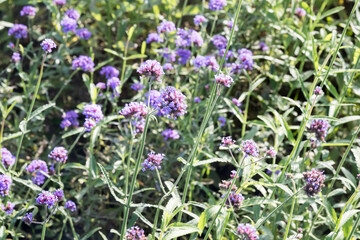 Beautiful Brazilian Verbena (Verbena brasiliensis) flowers.