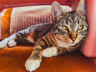 portrait of a cat on the couch