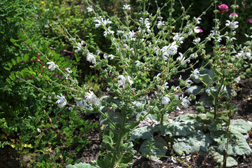 Spanish sage with white flowers