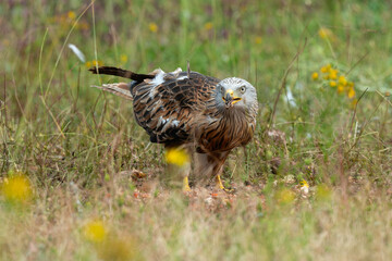 Milan royal,.Milvus milvus , Red Kite