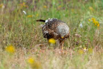 Milan royal,.Milvus milvus , Red Kite