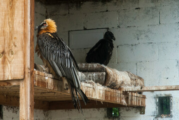 Reproduction en captivité, Gypaète barbu,.Gypaetus barbatus, Bearded Vulture, Espagne