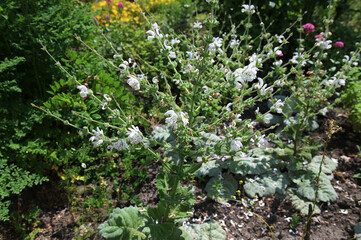 Spanish sage with white flowers