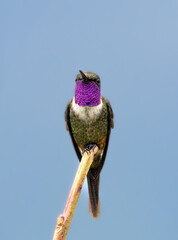 Colibríes y otros lindos pájaros