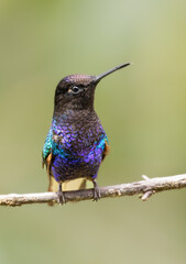 Colibríes y otros lindos pájaros