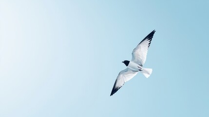 Fototapeta premium Seagull flying in a pale blue sky. Perfect for nature, peace, or freedom themes