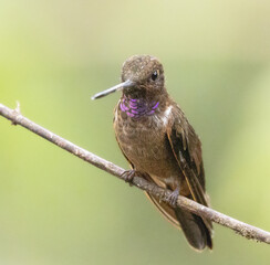 Colibríes y otros lindos pájaros