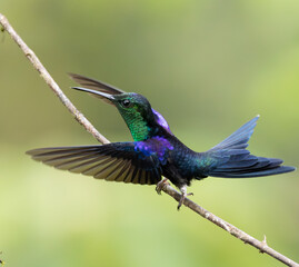 Obraz premium Colibríes y otros lindos pájaros