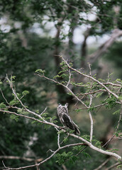 Obraz premium The southern white-faced owl, Ptilopsis granti, sits on a tree branch in wild nature, Kruger National Park, South Africa.