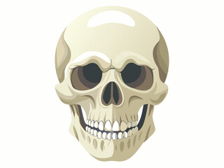 Fototapeta premium Realistic human skull isolated on a white background. ideal for Halloween, medical studies, and anatomy reference - Anatomical and Artistic Design.