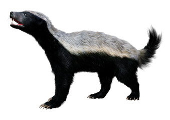 3D Rendering Honey Badger on White