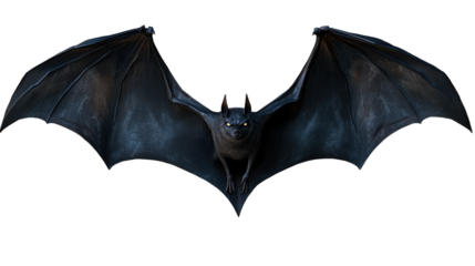 A close-up photo of a dancing bat