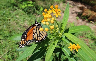 Monarch butterfly on yellow asclepias flowers in Florida nature, closeup
