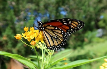 Monarch butterfly on yellow asclepias flowers in Florida nature, closeup