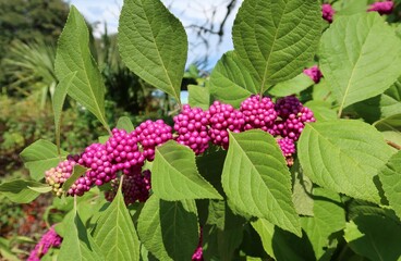 Callicarpa berries on the bush in Florida nature, closeup