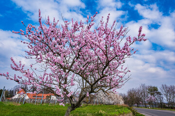 Blooming almond trees in the Palatinate against a white-blue sky