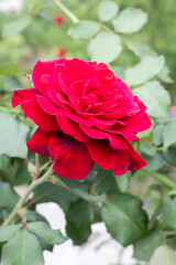 Beautiful rose in garden.